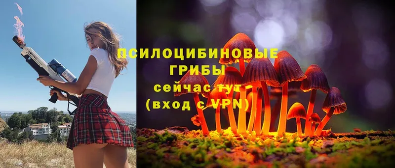 Псилоцибиновые грибы Cubensis  даркнет сайт  блэк спрут сайт  Звенигово 